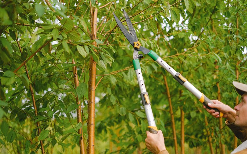 Tree trimming in Patricksburg, IN