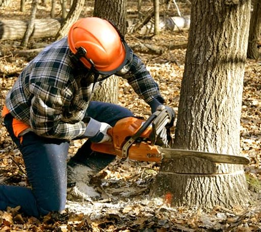 Tree Removal in Patricksburg, IN